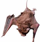 bat.gif bat.gif