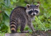 raccoon